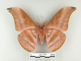 中文名:紅目天蠶蛾(1282-2366)學名:Antheraea formosana Sonan, 1937(1282-2366)