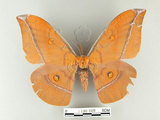 中文名:紅目天蠶蛾(1282-2429)學名:Antheraea formosana Sonan, 1937(1282-2429)