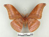 中文名:紅目天蠶蛾(1282-2465)學名:Antheraea formosana Sonan, 1937(1282-2465)