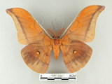 中文名:紅目天蠶蛾(1282-2465)學名:Antheraea formosana Sonan, 1937(1282-2465)