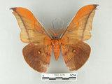 中文名:紅目天蠶蛾(1282-2479)學名:Antheraea formosana Sonan, 1937(1282-2479)