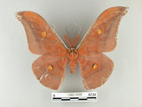 中文名:紅目天蠶蛾(1282-2498)學名:Antheraea formosana Sonan, 1937(1282-2498)