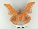 中文名:紅目天蠶蛾(1282-2556)學名:Antheraea formosana Sonan, 1937(1282-2556)