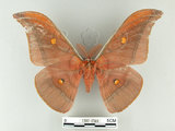 中文名:紅目天蠶蛾(1282-2569)學名:Antheraea formosana Sonan, 1937(1282-2569)