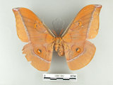 中文名:紅目天蠶蛾(1282-365)學名:Antheraea formosana Sonan, 1937(1282-365)