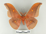 中文名:紅目天蠶蛾(1282-4)學名:Antheraea formosana Sonan, 1937(1282-4)
