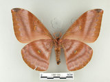 中文名:紅目天蠶蛾(1282-500)學名:Antheraea formosana Sonan, 1937(1282-500)