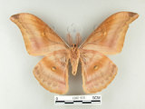 中文名:紅目天蠶蛾(1282-610)學名:Antheraea formosana Sonan, 1937(1282-610)