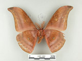 中文名:紅目天蠶蛾(1282-808)學名:Antheraea formosana Sonan, 1937(1282-808)