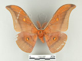 中文名:紅目天蠶蛾(1282-808)學名:Antheraea formosana Sonan, 1937(1282-808)