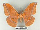 中文名:紅目天蠶蛾(1282-840)學名:Antheraea formosana Sonan, 1937(1282-840)