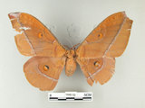 中文名:紅目天蠶蛾(1445-13)學名:Antheraea formosana Sonan, 1937(1445-13)