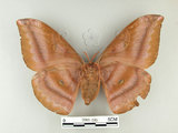 中文名:紅目天蠶蛾(2069-205)學名:Antheraea formosana Sonan, 1937(2069-205)