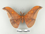 中文名:紅目天蠶蛾(248-40)學名:Antheraea formosana Sonan, 1937(248-40)
