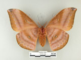 中文名:紅目天蠶蛾(3151-44)學名:Antheraea formosana Sonan, 1937(3151-44)