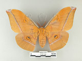 中文名:紅目天蠶蛾(3151-44)學名:Antheraea formosana Sonan, 1937(3151-44)
