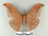 中文名:紅目天蠶蛾(3826-185)學名:Antheraea formosana Sonan, 1937(3826-185)