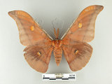 中文名:紅目天蠶蛾(628-128)學名:Antheraea formosana Sonan, 1937(628-128)
