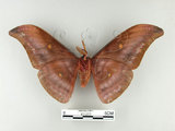 中文名:紅目天蠶蛾(67-273)學名:Antheraea formosana Sonan, 1937(67-273)