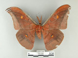 中文名:紅目天蠶蛾(725-350)學名:Antheraea formosana Sonan, 1937(725-350)