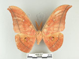 中文名:大透目天蠶蛾(1193-65)學名:Antheraea yamamai superba Inoue, 1964(1193-65)中文別名:樟蠶