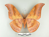 中文名:大透目天蠶蛾(1282-2374)學名:Antheraea yamamai superba Inoue, 1964(1282-2374)中文別名:樟蠶
