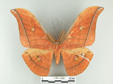 中文名:大透目天蠶蛾(1282-2489)學名:Antheraea yamamai superba Inoue, 1964(1282-2489)中文別名:樟蠶
