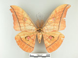 中文名:大透目天蠶蛾(1282-519)學名:Antheraea yamamai superba Inoue, 1964(1282-519)中文別名:樟蠶