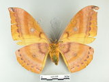 中文名:大透目天蠶蛾(1575-206)學名:Antheraea yamamai superba Inoue, 1964(1575-206)中文別名:樟蠶