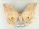 中文名:大透目天蠶蛾(1576-24)學名:Antheraea yamamai superba Inoue, 1964(1576-24)中文別名:樟蠶