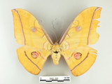 中文名:大透目天蠶蛾(2095-393)學名:Antheraea yamamai superba Inoue, 1964(2095-393)中文別名:樟蠶