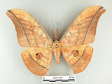 中文名:大透目天蠶蛾(2505-1065)學名:Antheraea yamamai superba Inoue, 1964(2505-1065)中文別名:樟蠶