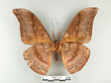 中文名:大透目天蠶蛾(2505-1215)學名:Antheraea yamamai superba Inoue, 1964(2505-1215)中文別名:樟蠶