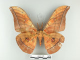 中文名:大透目天蠶蛾(2505-1215)學名:Antheraea yamamai superba Inoue, 1964(2505-1215)中文別名:樟蠶