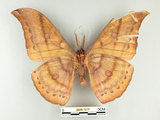 中文名:大透目天蠶蛾(2505-1217)學名:Antheraea yamamai superba Inoue, 1964(2505-1217)中文別名:樟蠶