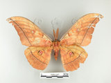 中文名:大透目天蠶蛾(2505-1247)學名:Antheraea yamamai superba Inoue, 1964(2505-1247)中文別名:樟蠶
