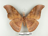 中文名:大透目天蠶蛾(2505-1318)學名:Antheraea yamamai superba Inoue, 1964(2505-1318)中文別名:樟蠶