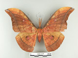 中文名:大透目天蠶蛾(2505-1318)學名:Antheraea yamamai superba Inoue, 1964(2505-1318)中文別名:樟蠶