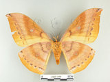 中文名:大透目天蠶蛾(2505-1498)學名:Antheraea yamamai superba Inoue, 1964(2505-1498)中文別名:樟蠶