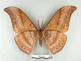 中文名:大透目天蠶蛾(2505-1680)學名:Antheraea yamamai superba Inoue, 1964(2505-1680)中文別名:樟蠶