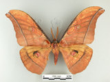 中文名:大透目天蠶蛾(2505-1680)學名:Antheraea yamamai superba Inoue, 1964(2505-1680)中文別名:樟蠶