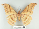 中文名:大透目天蠶蛾(2505-352)學名:Antheraea yamamai superba Inoue, 1964(2505-352)中文別名:樟蠶