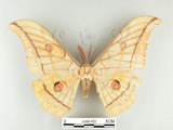 中文名:大透目天蠶蛾(2505-352)學名:Antheraea yamamai superba Inoue, 1964(2505-352)中文別名:樟蠶