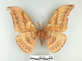中文名:大透目天蠶蛾(2505-769)學名:Antheraea yamamai superba Inoue, 1964(2505-769)中文別名:樟蠶