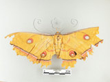 中文名:大透目天蠶蛾(626-1)學名:Antheraea yamamai superba Inoue, 1964(626-1)中文別名:樟蠶