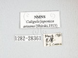 中文名:雙黑目天蠶蛾(1282-28361)學名:Caligula japonica arisana (Shiraki, 1913)(1282-28361)