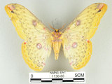 中文名:黃豹天蠶蛾(1130-86)學名:Loepa formosensis Mell, 1939(1130-86)