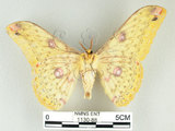 中文名:黃豹天蠶蛾(1130-88)學名:Loepa formosensis Mell, 1939(1130-88)