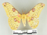 中文名:黃豹天蠶蛾(1130-88)學名:Loepa formosensis Mell, 1939(1130-88)