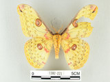 中文名:黃豹天蠶蛾(1282-221)學名:Loepa formosensis Mell, 1939(1282-221)